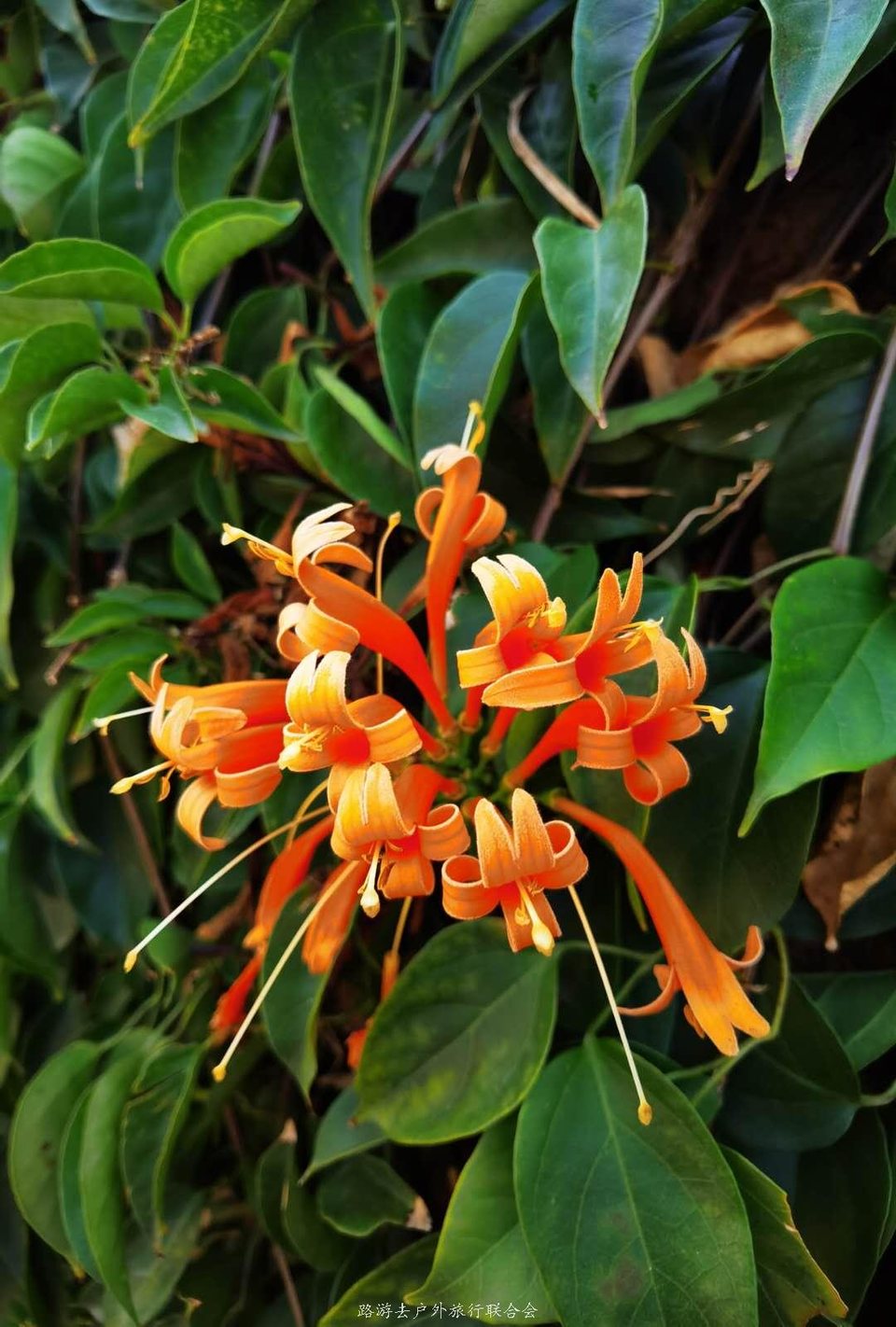 3MWkxK3fjbkA_TSMzJuaQFv3DU3s2MdEtg7Ox5vfjtG7dm2K917F9SHWV-5ObjoX