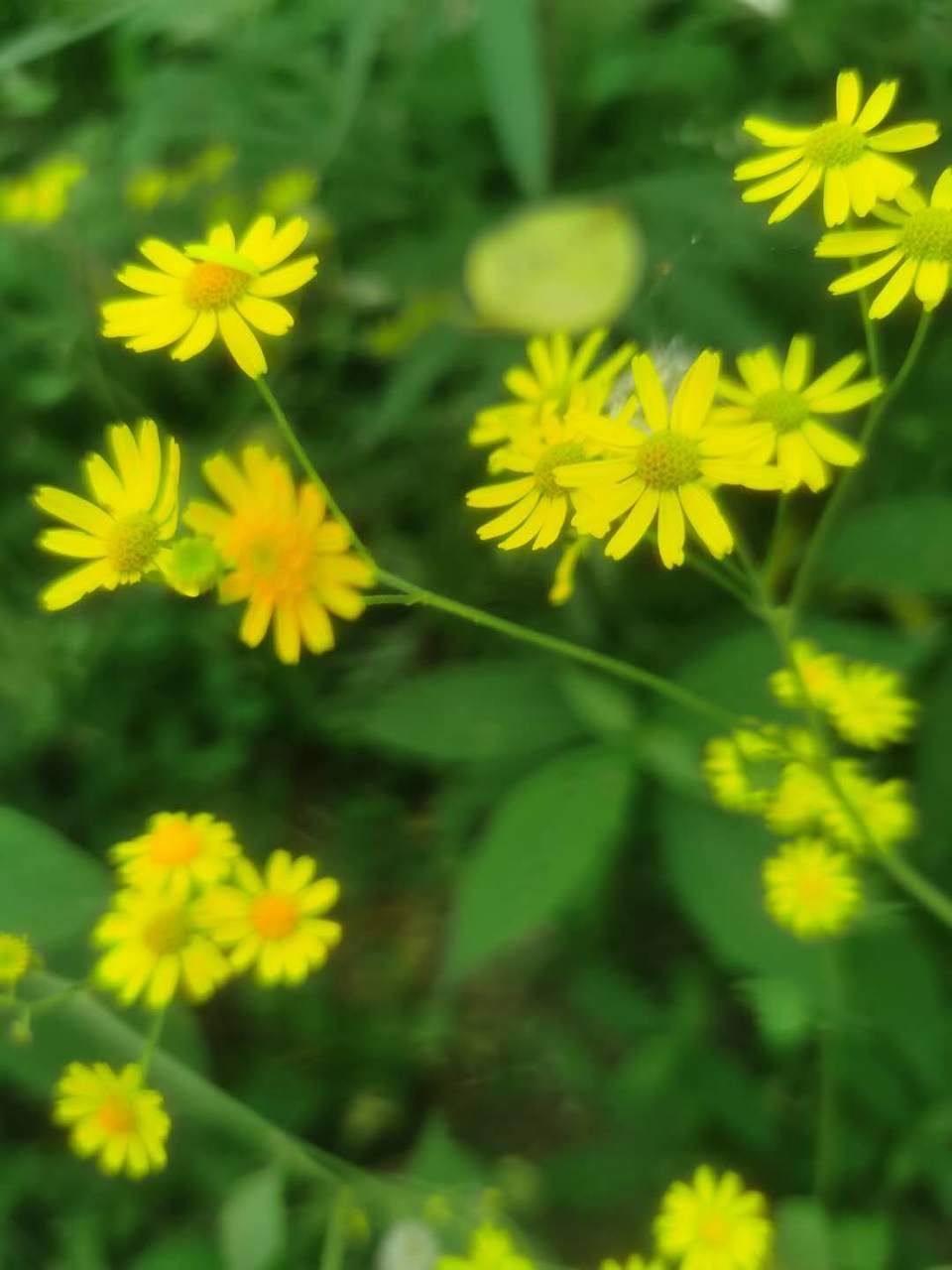 XX9BR8zbBUMwDfPEv7uVCTc94HGmrgmrpiOsryNW3FPPAV2QSqbVNCV59DA2YDIz