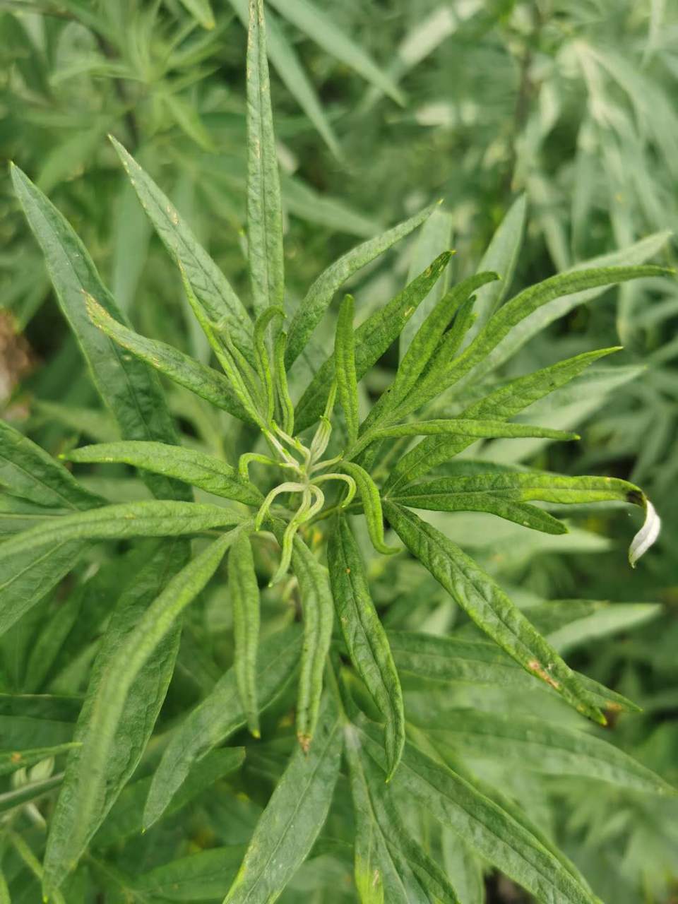 W2NyGo2CAXh3X2W_EZvUDjOKpC8wqUiA4l96RHHKLUX_UKyo98UFb_M1De0VlPlI