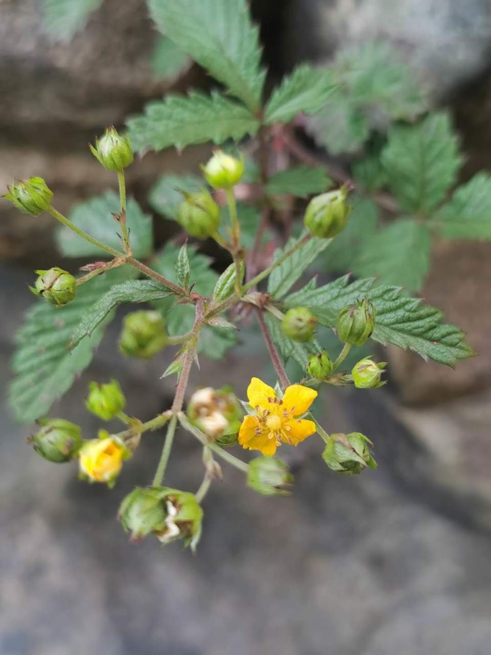 pOuZdWti5mvcEl8OM-LN6LcBL7fV2L24sAvG3GfhOMmGA7Fq69Sh1wnnzAFWc5Jr