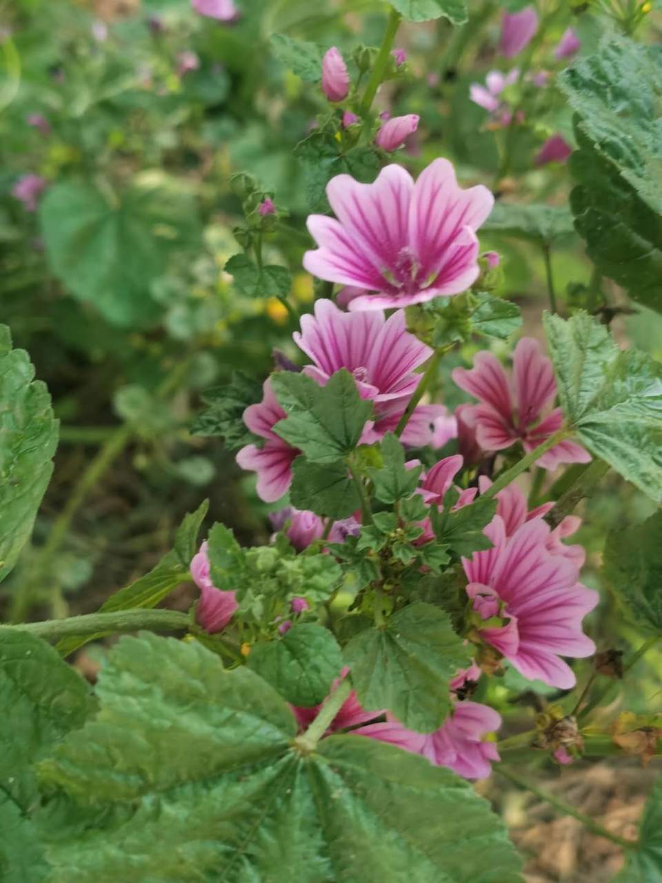 pOuZdWti5mvcEl8OM-LN6OmF_tdbwSW4nDhHUH1F1ALUJ63TzTE9rBATpKCypatl