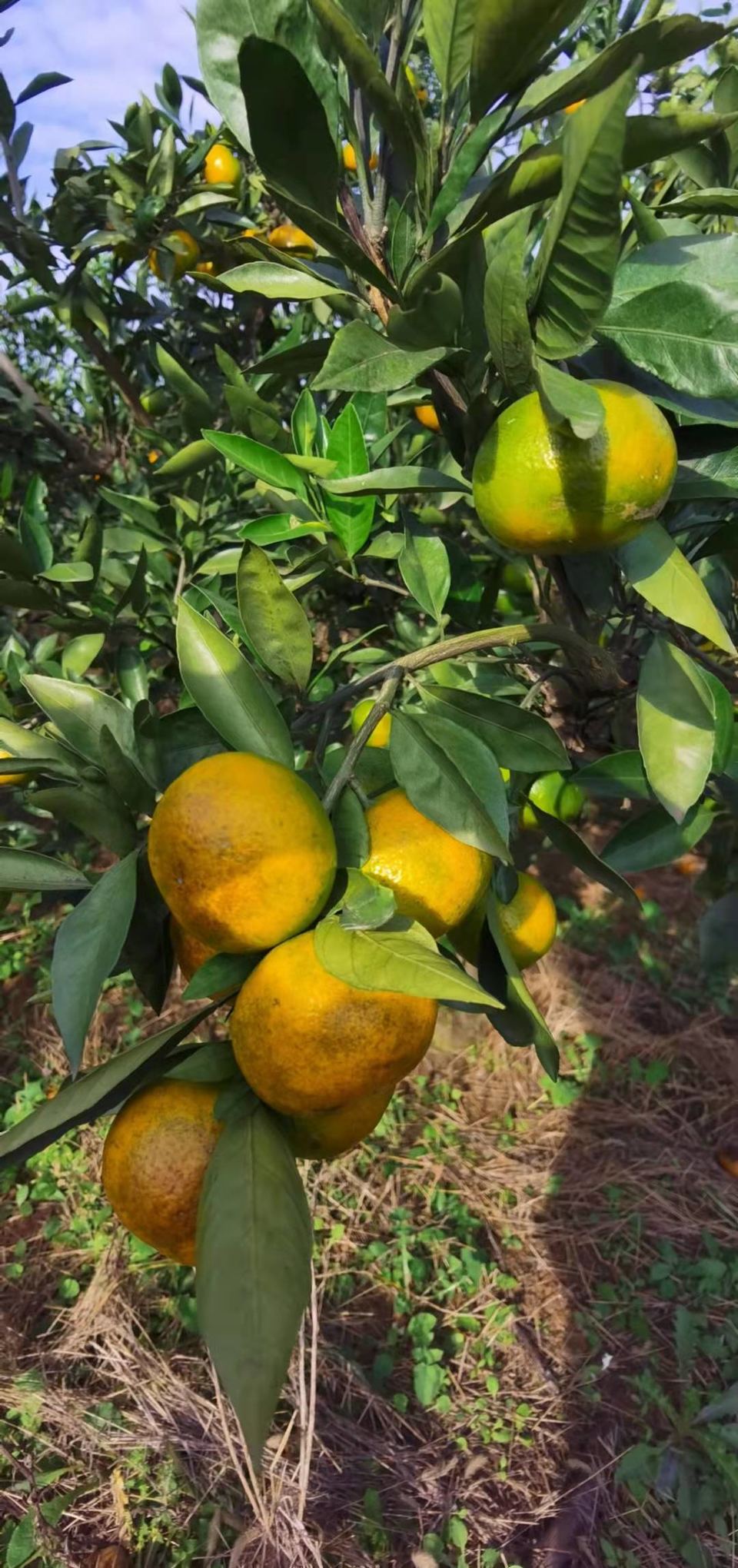 y9otaH68s22nae8pQABB64GXaGhgyYYdpl2bnQImDrElB-F0O9NifwSiuOfFqSll