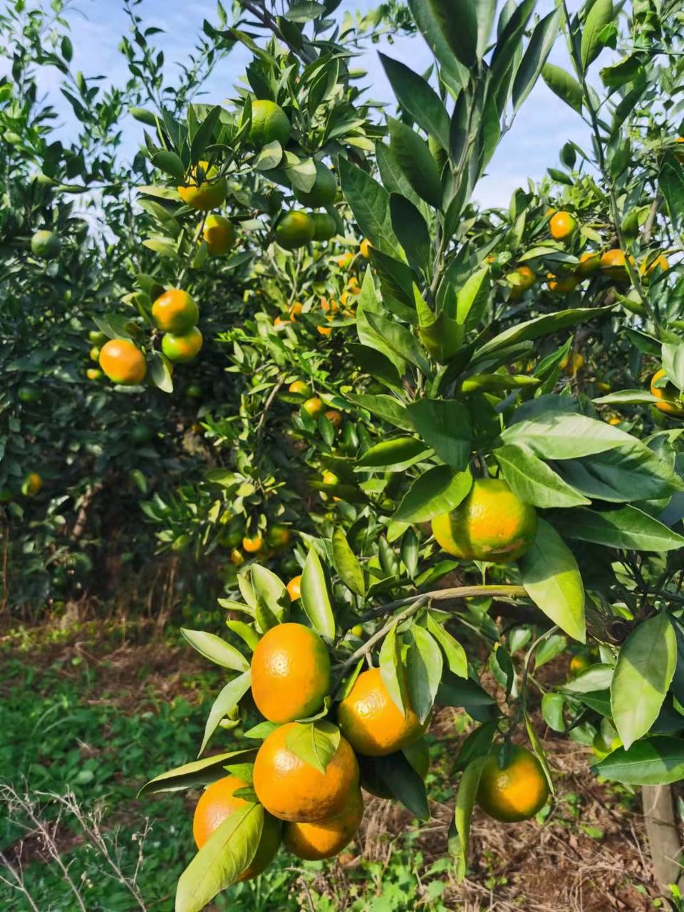 y9otaH68s22nae8pQABB6z-2xWZMOw8jXeAcC-kBw2xwhz0HzaPASFMzrs6d0Hpz