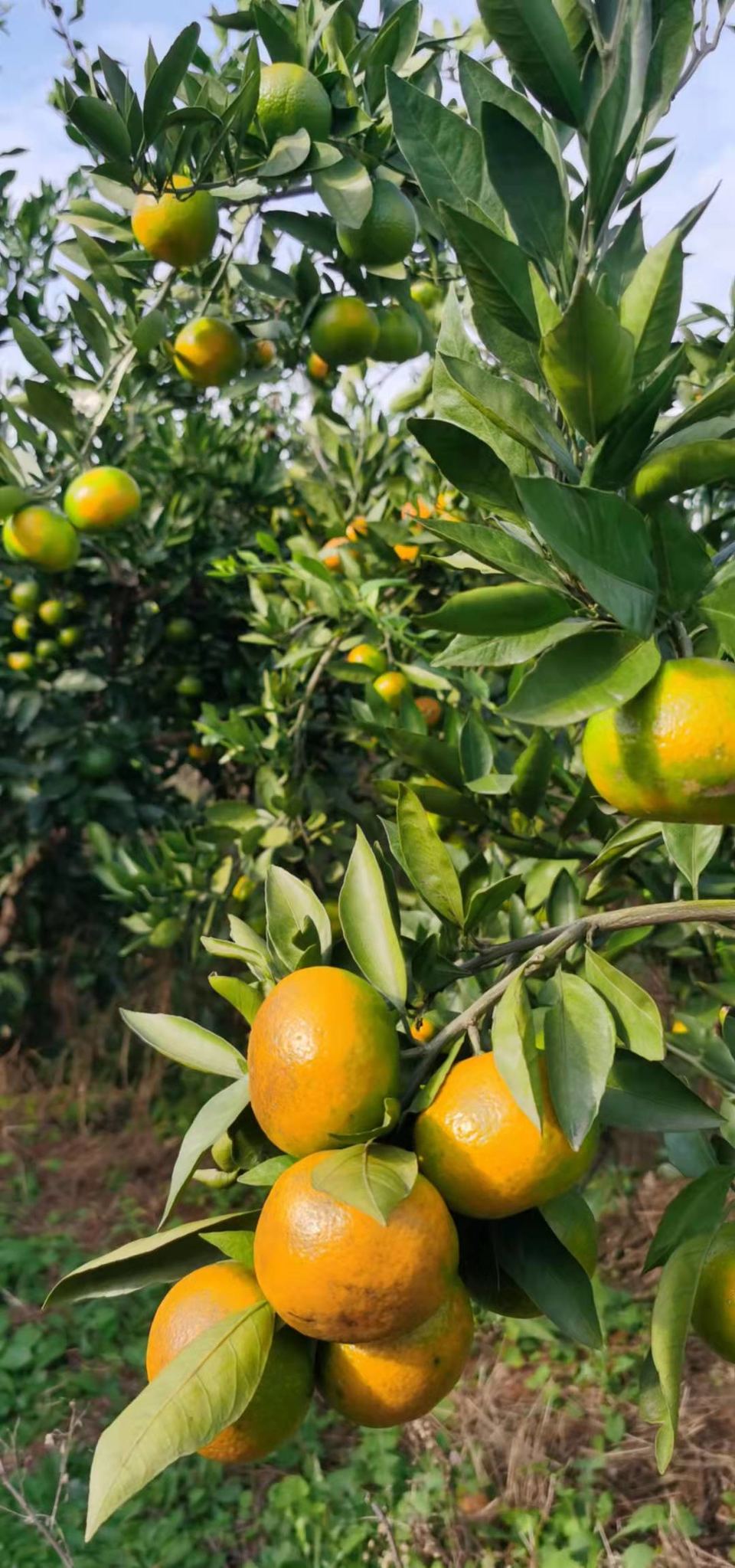 y9otaH68s22nae8pQABB6zjOaL1Au9ojtemIqTHLSeOkYoKMk3YGjLBucUlRAUGZ