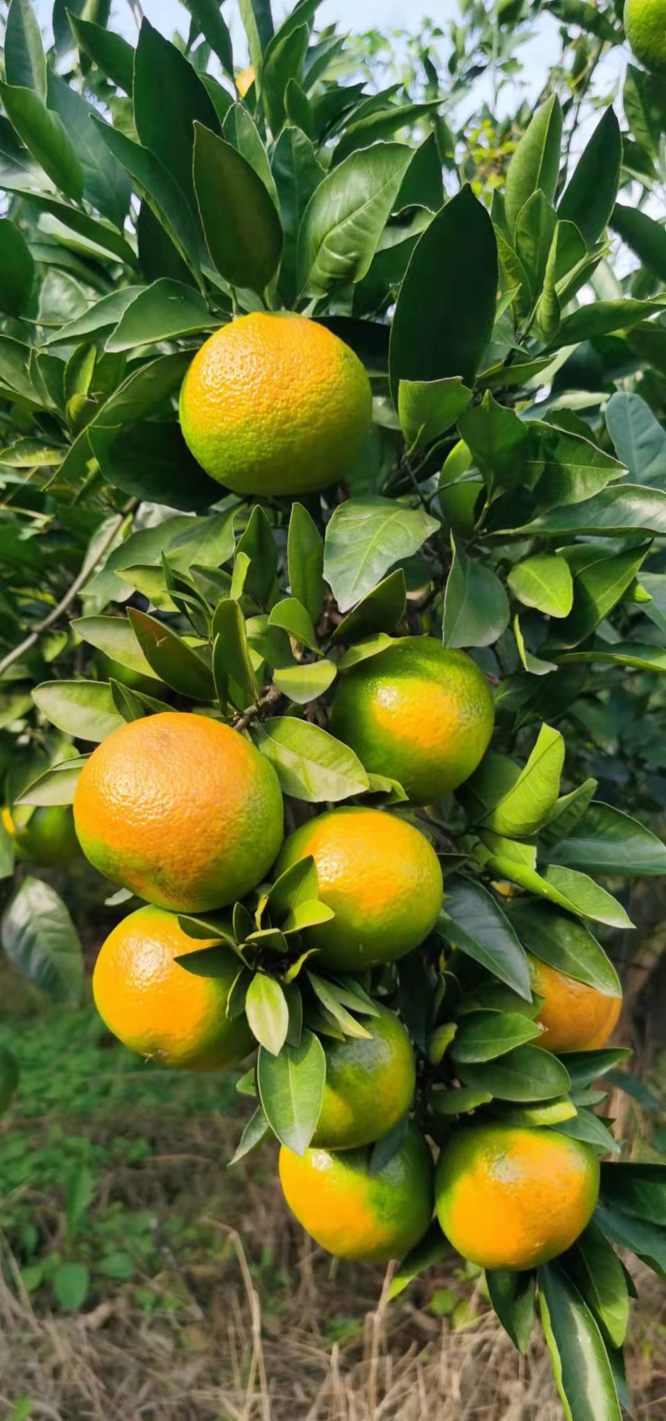 y9otaH68s22nae8pQABB6-bvyYFVJWSEsr4JHA8AWhvPnbP-z6EhhTrZjAQOGRbF