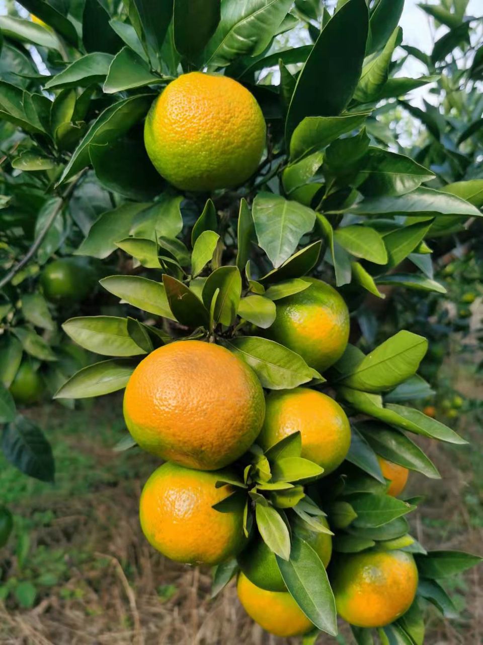 y9otaH68s22nae8pQABB68HfvLuYCaFm4APsIuFsWRX2xwlclRupU86ak5PZp0KM