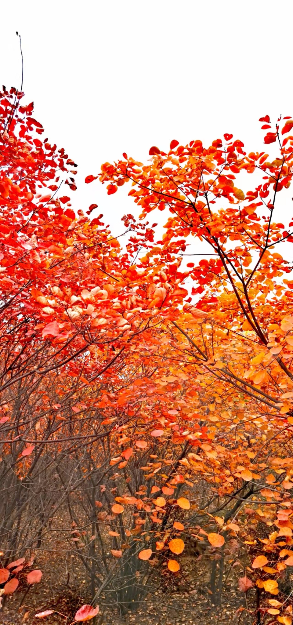 AxVX0TaI33SRyZS4AFueNnr5bPgf6XuID2uw6Vb-qDLBA8nNR_r4G7BYliwEplJk