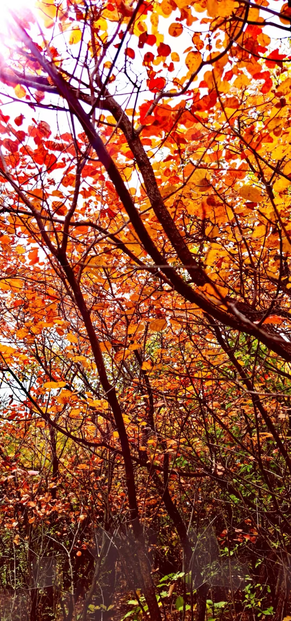 AxVX0TaI33SRyZS4AFueNkR90Tu895Rex546e8yjEl3-ZEP7A5_L5qrHQ69_AswM