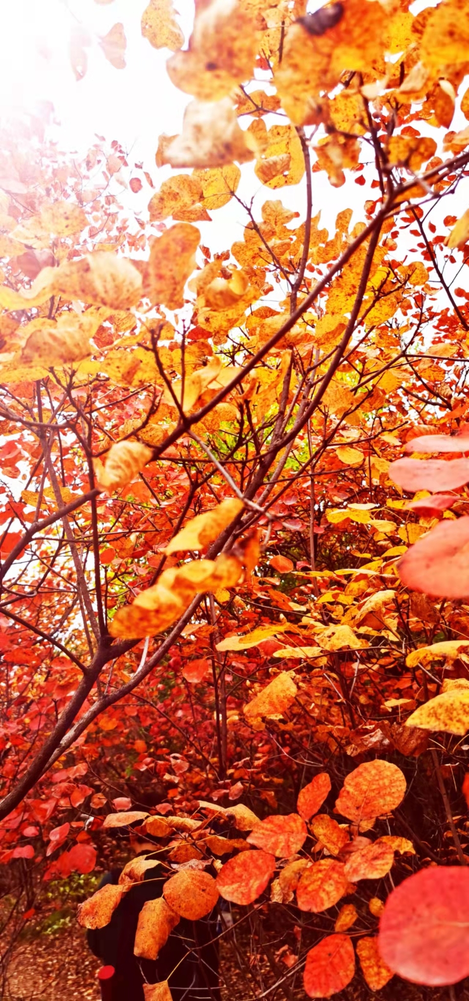 AxVX0TaI33SRyZS4AFueNmiYkRc8sJ56l1ZJHM44SlEWBVplXvYbbat82hF58JXZ