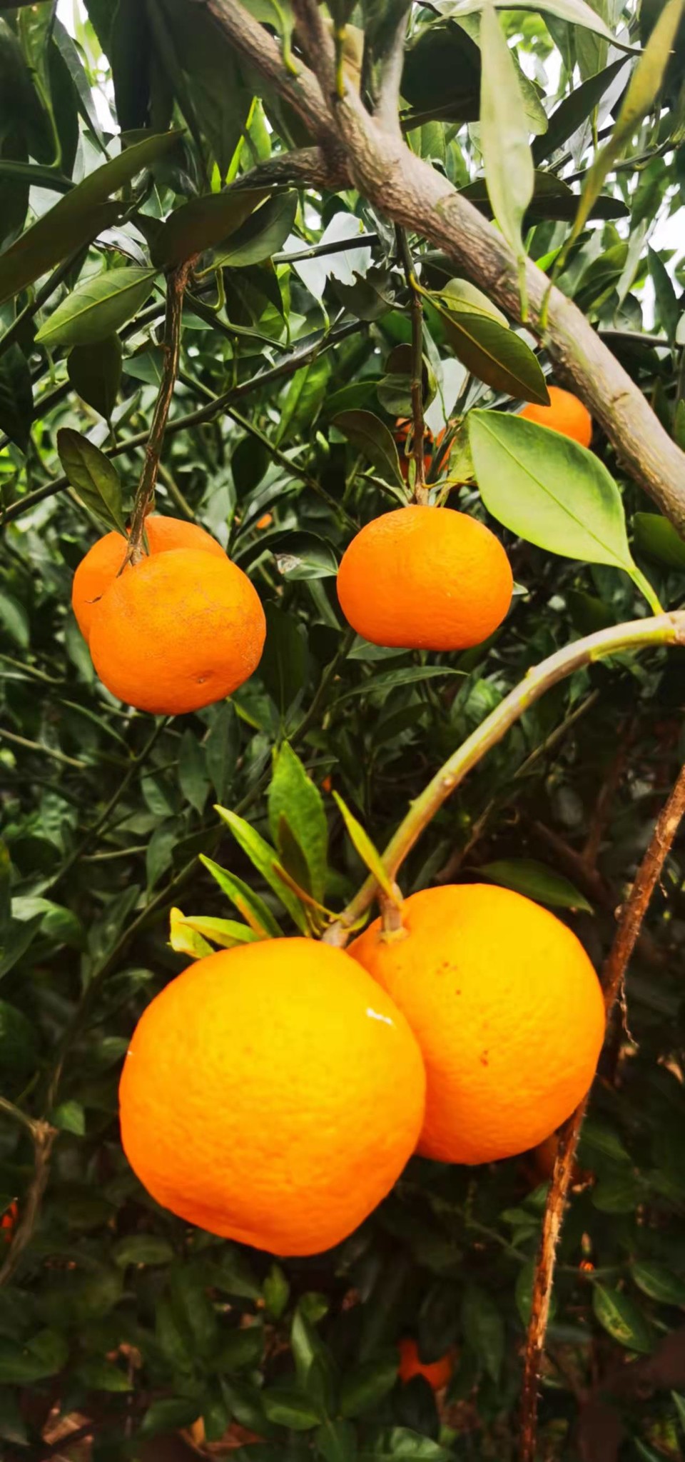 Gn8vTdP8HL9S7zQ0xQENKAK06ymcvOf7aBsfy8ifYLvucOsyyDr0atS03KHvpBqm