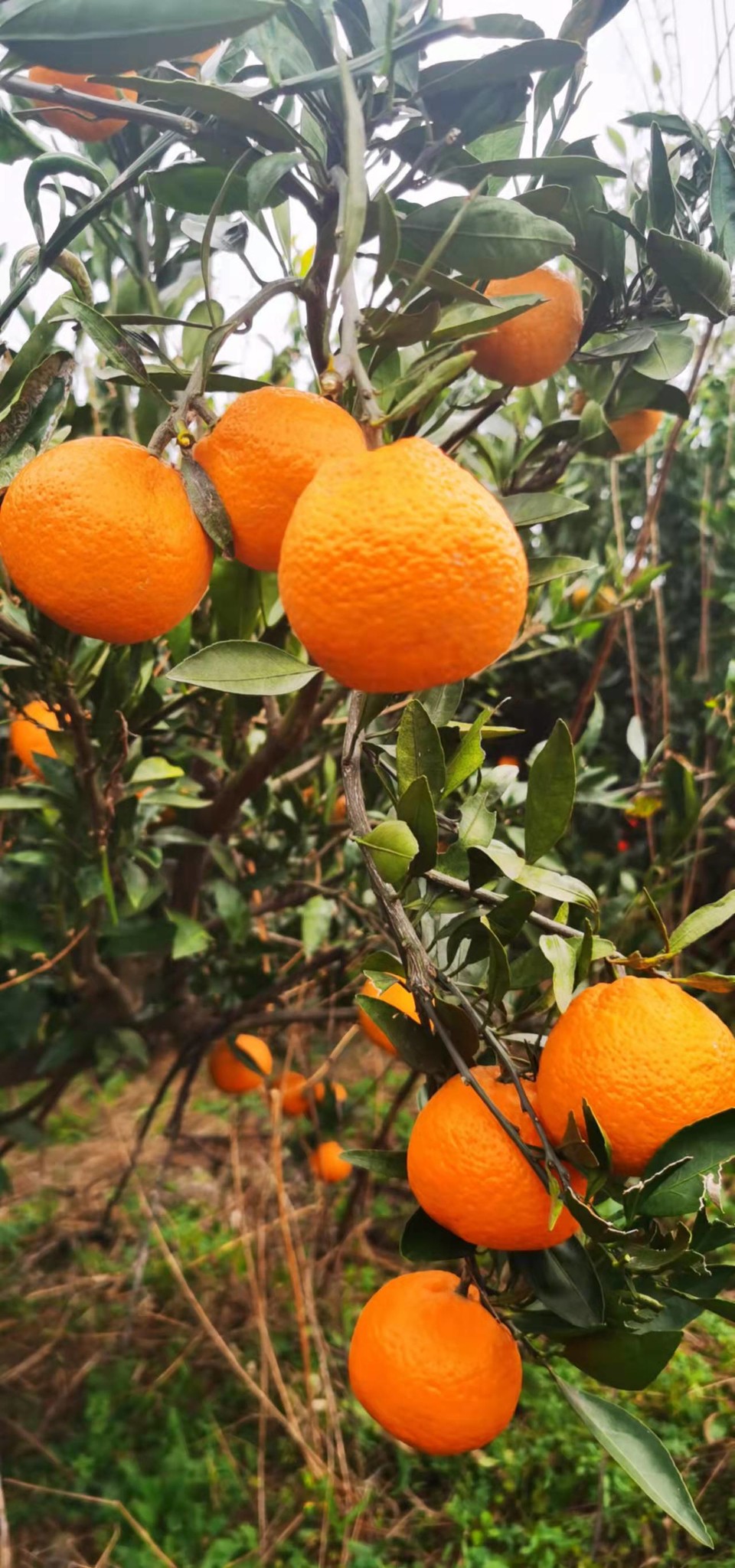 Gn8vTdP8HL9S7zQ0xQENKJJxWjL3j2MlWLqd5qoFoxx-zdoC4uZbrFl7lrK9W2rV