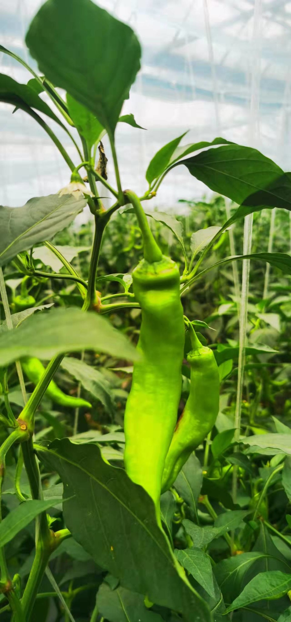 Gn8vTdP8HL9S7zQ0xQENKIadp-gIHqKYqsWJYULrrOgU-66jPZ5_Q93htJmcsAOz