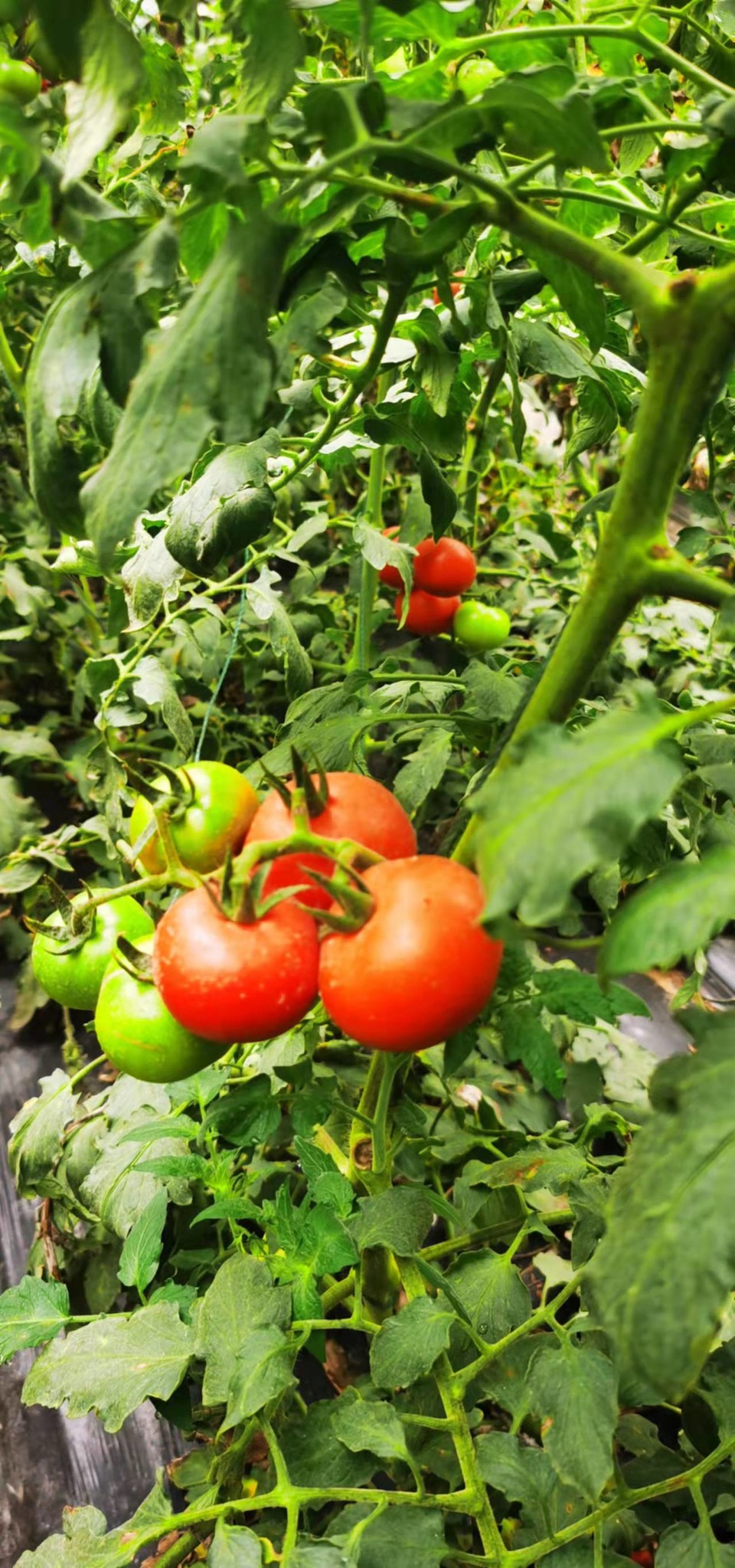 aSMYRroDjgGJq7I7iBRMLdBup2ihVcE3RDZt9ZFOYdT2ABdiFZJ3isLHp3lFA2oJ