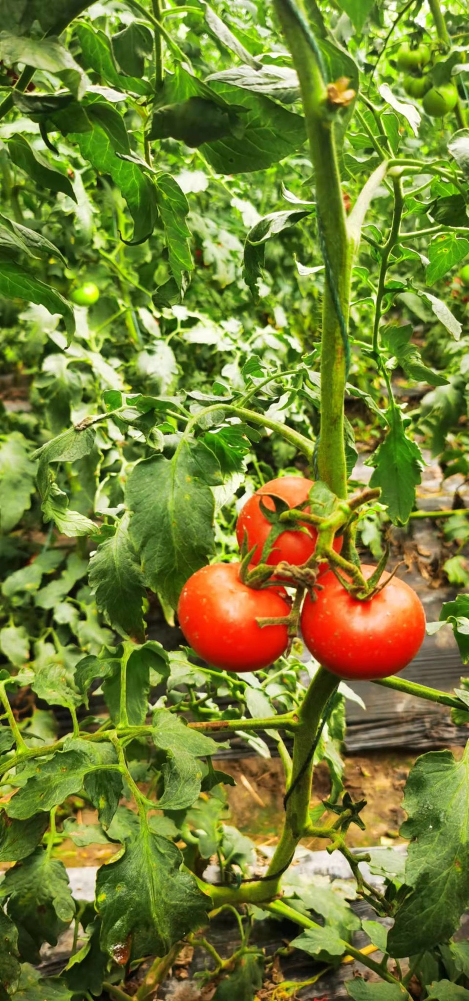 aSMYRroDjgGJq7I7iBRMLQtpC0SCyqGp_dBAUHqaLGitv8mhqInaMkanVJwa64T6