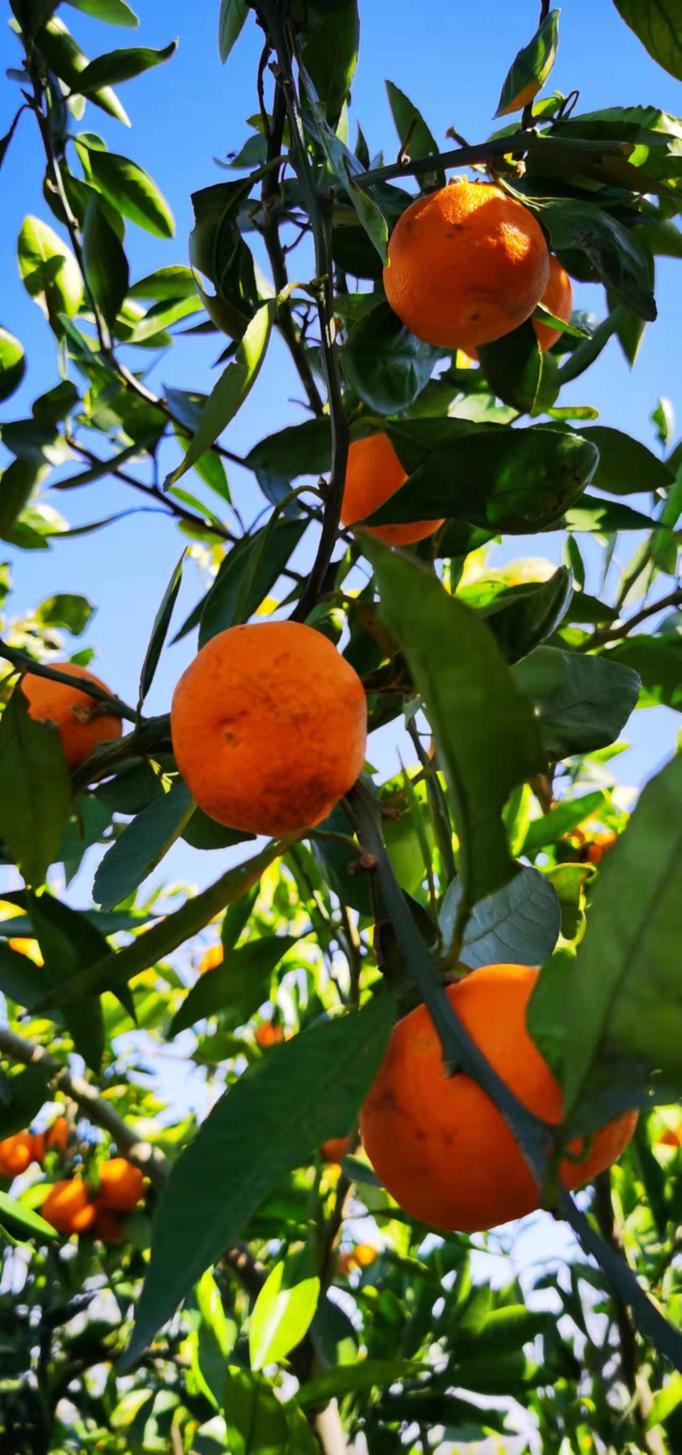 CsW_woQUu39SYd4mRa8sJPSKl9oaYvIZvTQpj1HsVloUteL3fm7YZT0rvAsmzuO5