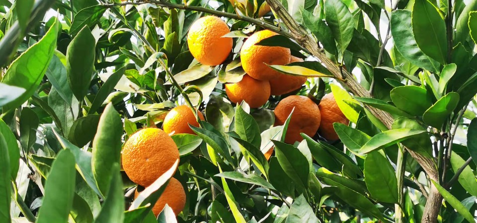 gUIZy2SsZFMxQg4K_CJACU0SRUFqkATcSH9-vrC5bcfHOpbrsZyWwanbmxbklc1r