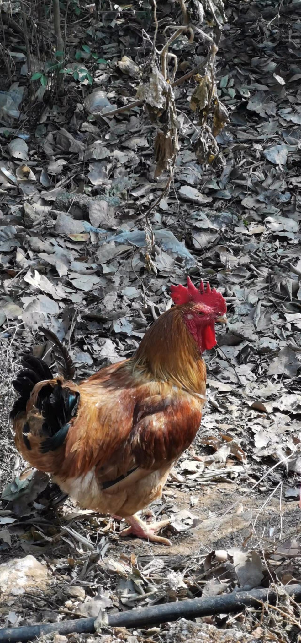 gUIZy2SsZFMxQg4K_CJACZHfGMmepDnwY6mD928H8mLqh2H0sm4G-8U2EPxxaXWt