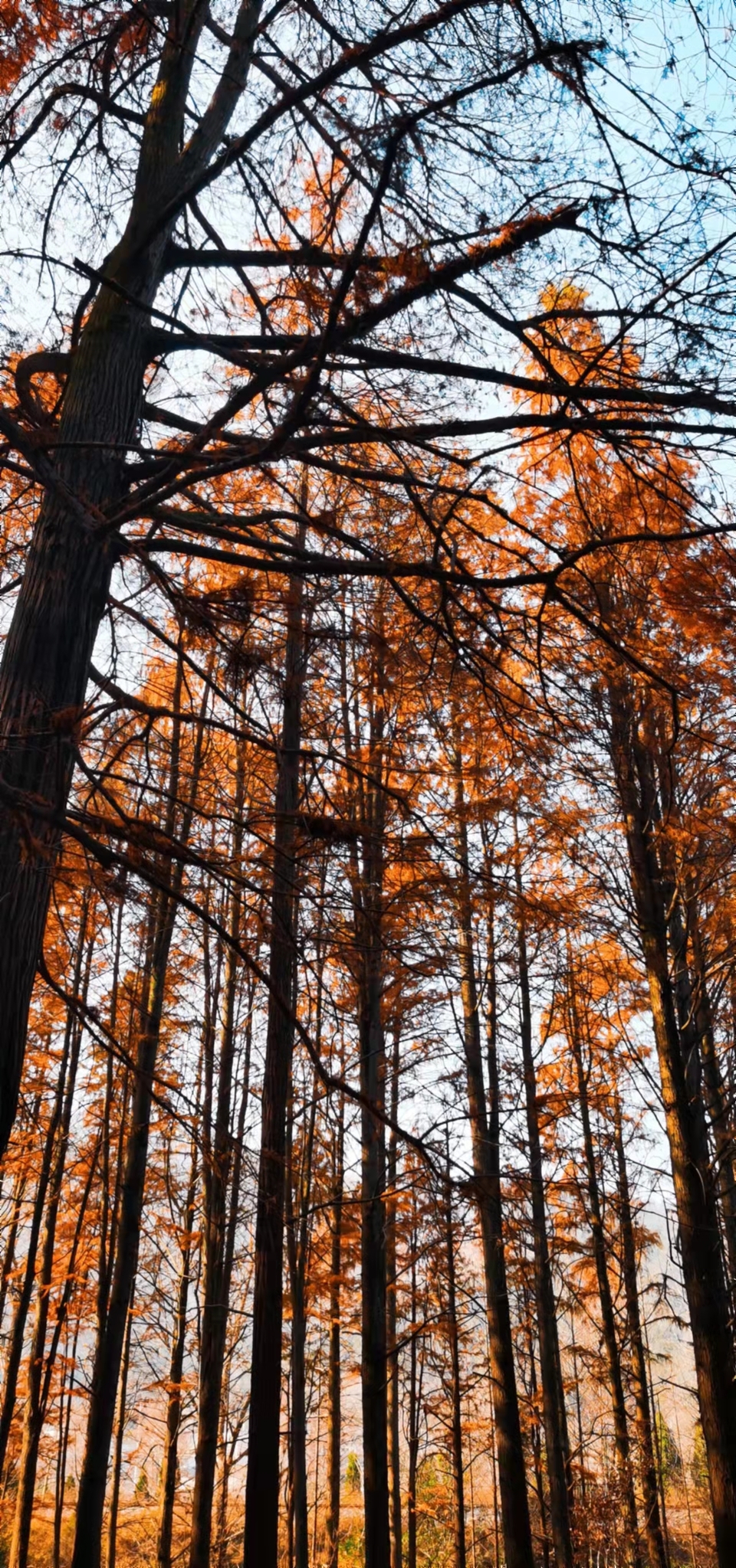 4mdEfgw8PykaYCQ7r2avMpkqCqXcz9gFIgNSWHsL0PrbWp1Ng5ms8KGSSM3gFlha