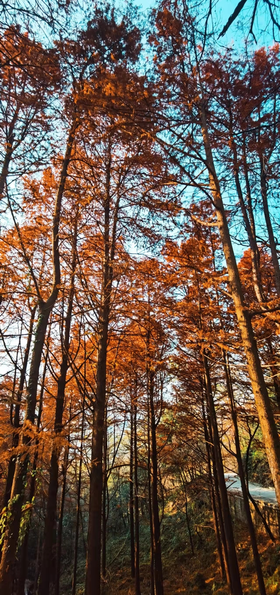 4XlsWJVcng6KusfVTd5LySGaWuQ5C5RVVhYXeysed6cRNvxiky6xIbRA99eYivVN