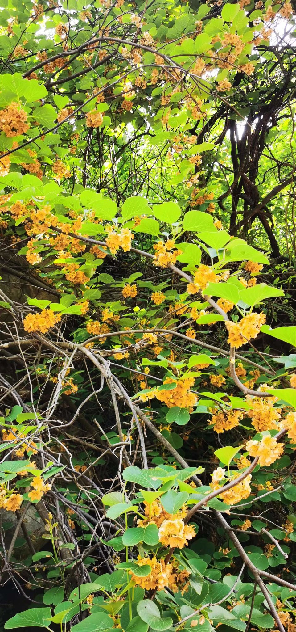 oV-hISshDXlrKx9AMvbv7TUawRysszueZpVxYv-7ccQnfGjwO1LsFaEvCnfWeae6