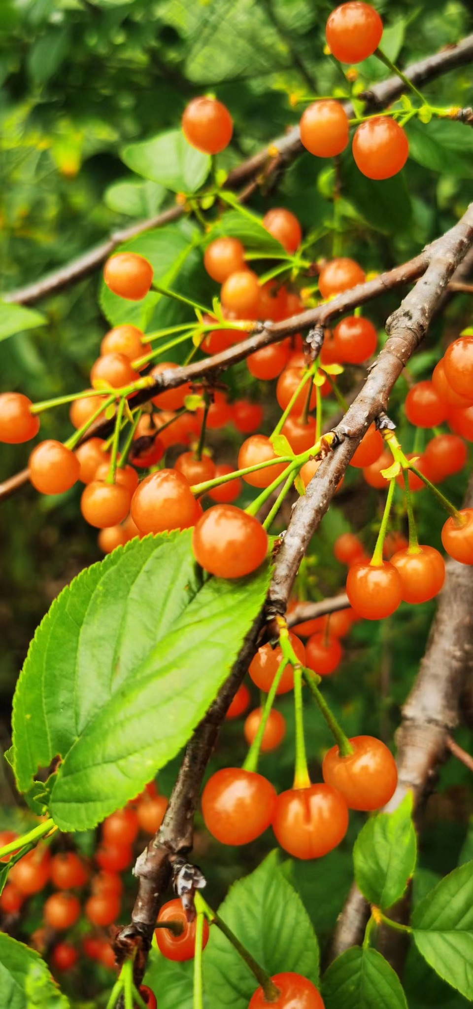 G8I6R2UAXVrfXuHsuCRsiXP0ddHtobFwgplp6_61agSljAOwx4WiZpY2golwFmjL