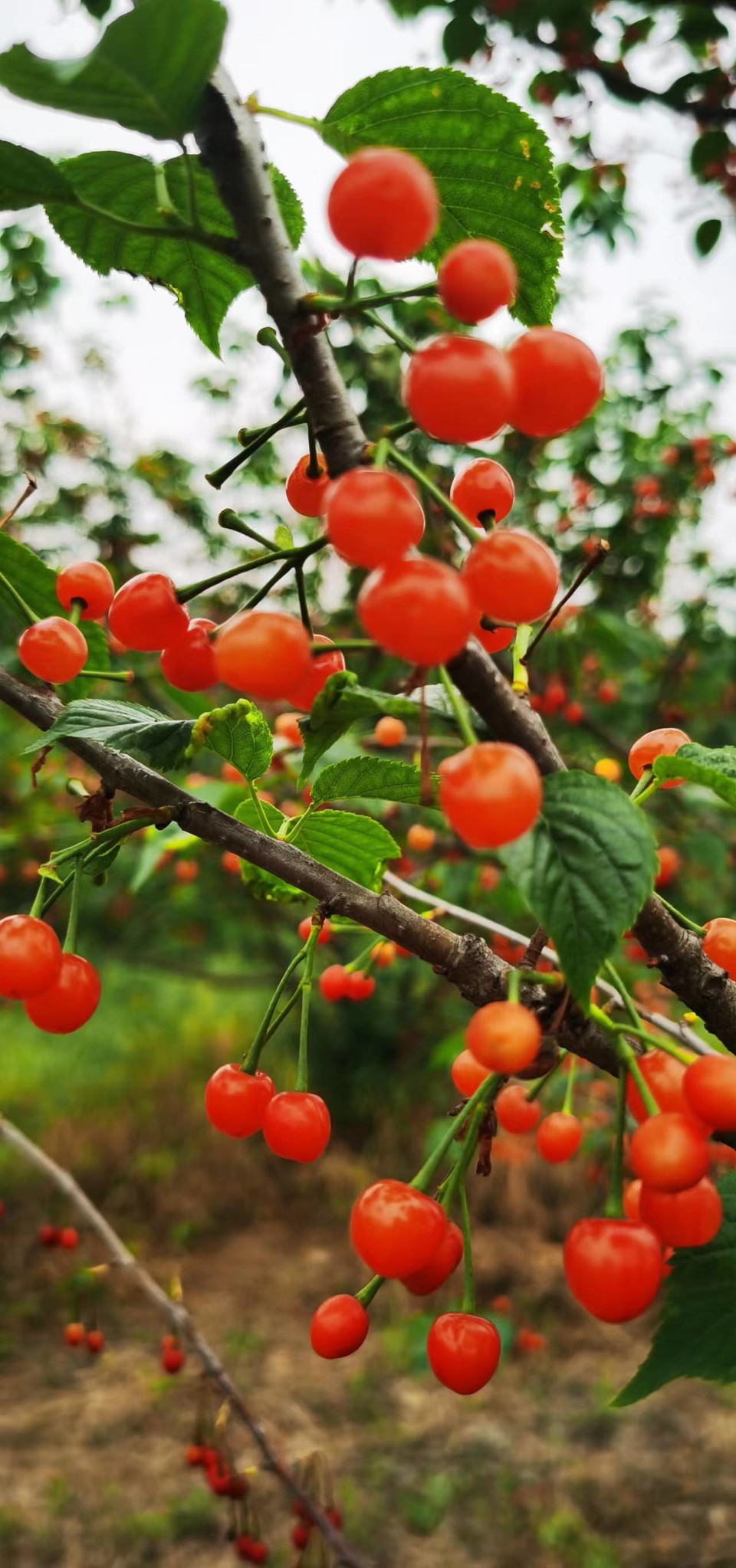 G8I6R2UAXVrfXuHsuCRsiWX-SsYk0mKMmyegMfpPUpUx9vHyGk3gJXkbvVqJSgKY