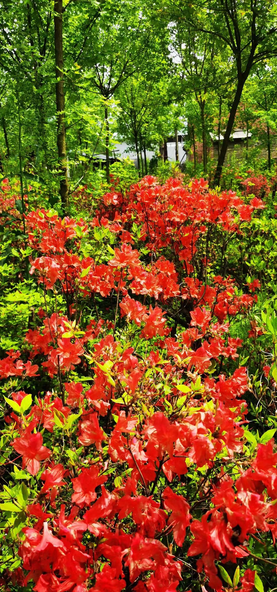 G8I6R2UAXVrfXuHsuCRsia_HkdAeWL4C1aa4fCYPxMtpOnZdH2fih5PHh5bmXRLy