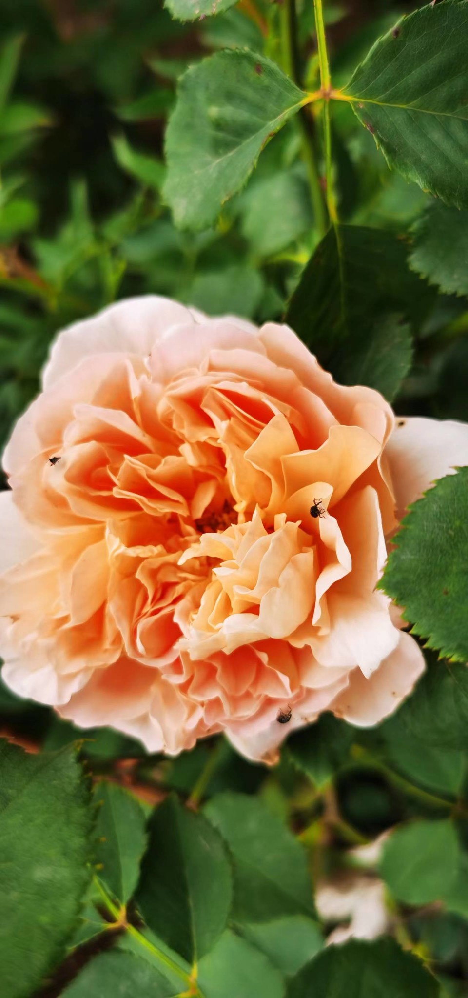 tTbbdn8A8gocgo0pYDP6Ipcxi-pq_r8D_K8ujnOikY6tvF1nbIb9NiAi-i_jB4id