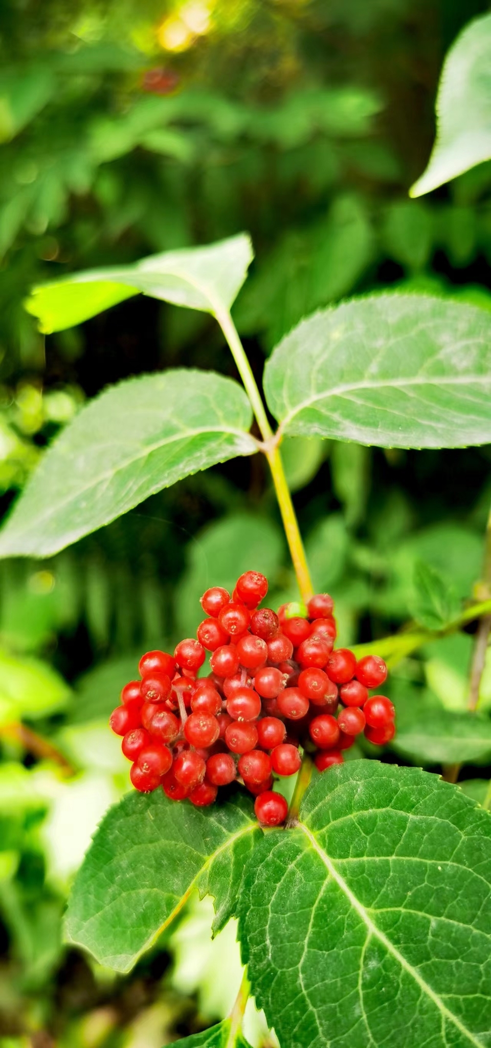 H29kuDg-GTEI_9HE9KtZa1phJcKyT-obvrW1GS2TpnbRtxOL-E63cib68kBnTeIC