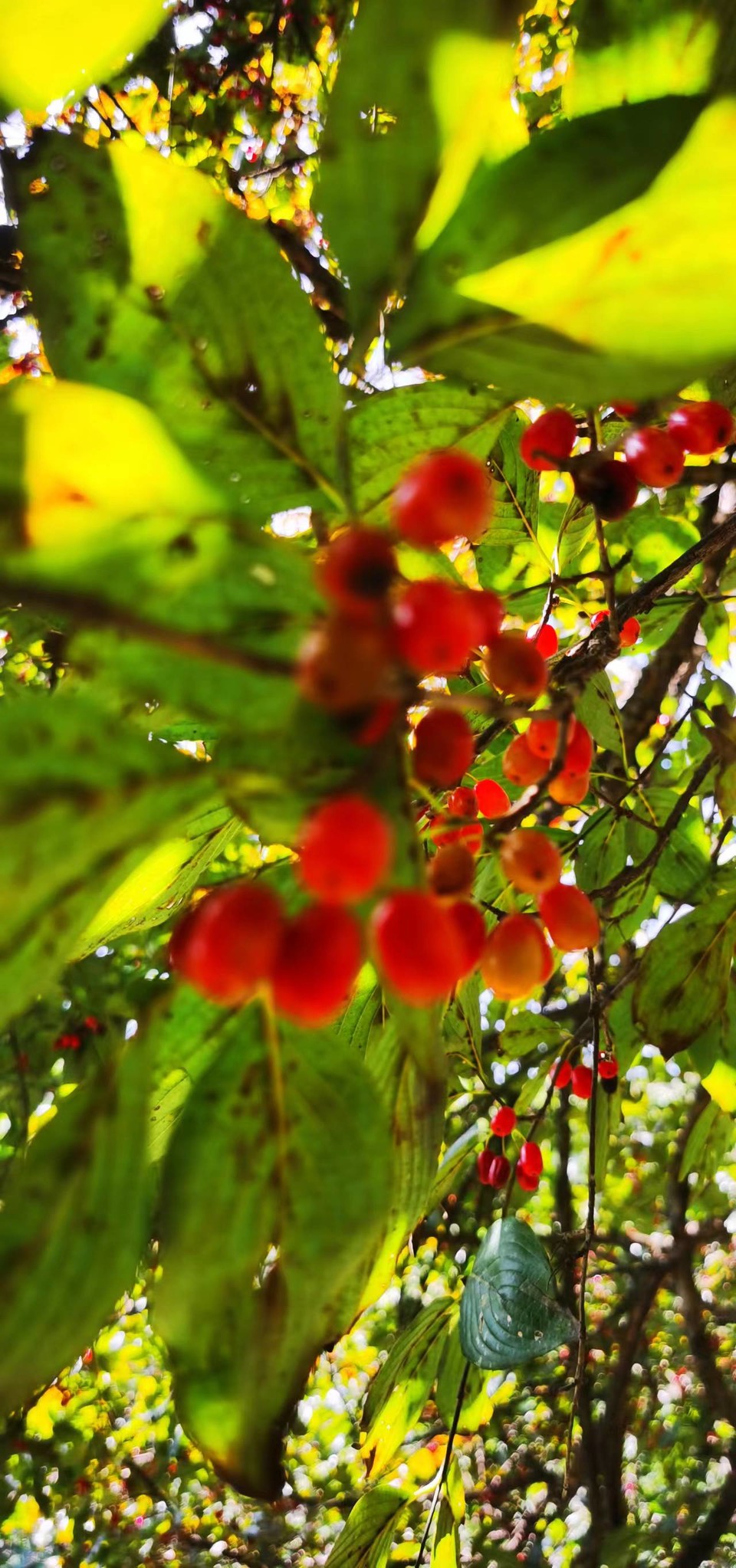 ws3DhnlE1851K1ibBuwc_T1Kl79Qbnd3LvZByaGyaSuMa0qHU-o7XvYj_M6r22ws