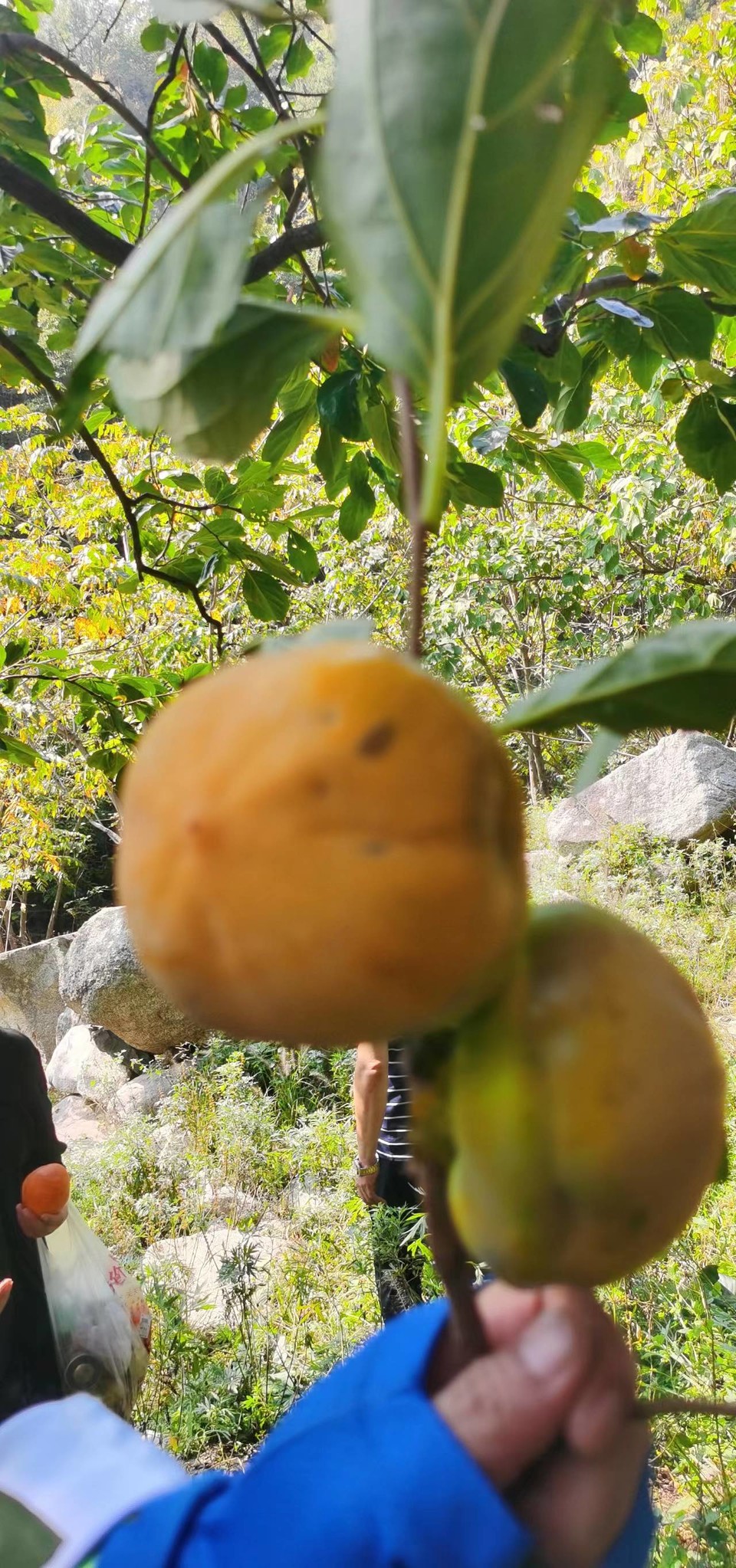 ws3DhnlE1851K1ibBuwc_ezYVBFEPfa8tJAMcHZ8AgJxVUpbytYh62Z5yMJd34st