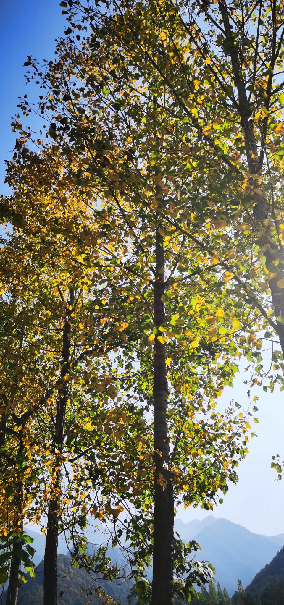 ws3DhnlE1851K1ibBuwc_f65frQkW-RrAsbvBYl1OqA4hyhPF_8ESmZuCD3bxOVD