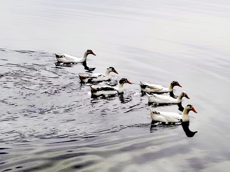 Hn0sNEGOjNj050kfH1d0lFe2wqy1og1lXQ_B8B4uOY1IupYSUwTl5PcO1t8w3zXL