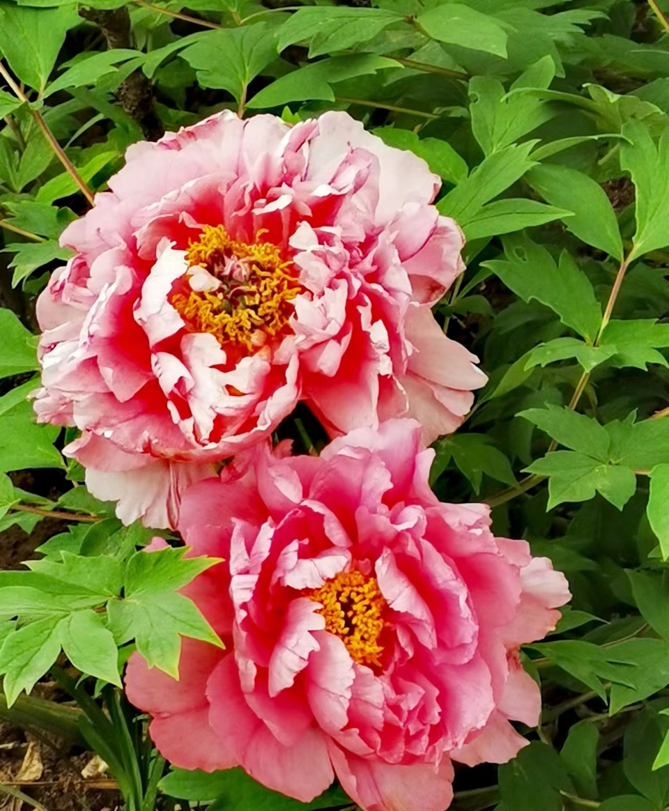 Rr9HNIDSp1eX5ytDH0VumCRBjVYxdlEJ9-8b5v2tp77GIiXIdioc45qFMP2u8JD_