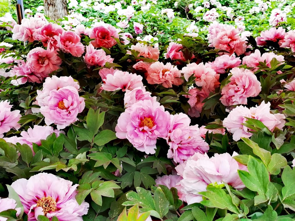 Rr9HNIDSp1eX5ytDH0VumD71rl4S6P4doEBg9I91D5rbGCkyiCIhUQNipYKpP2ig