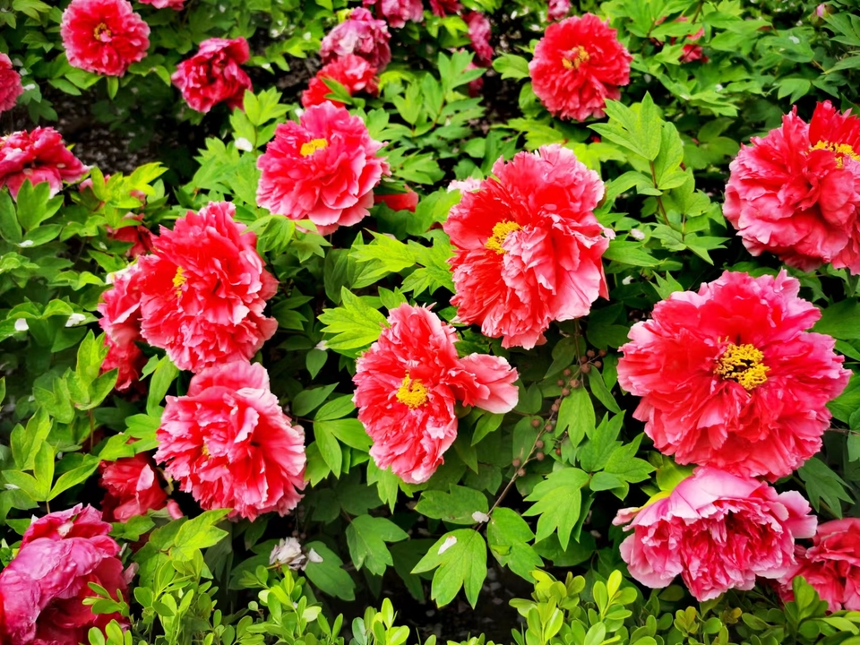 Rr9HNIDSp1eX5ytDH0VumJGYA5g8ltRJpG6CEE4GIAtGbKy11UIrJB67JyfhXx0G