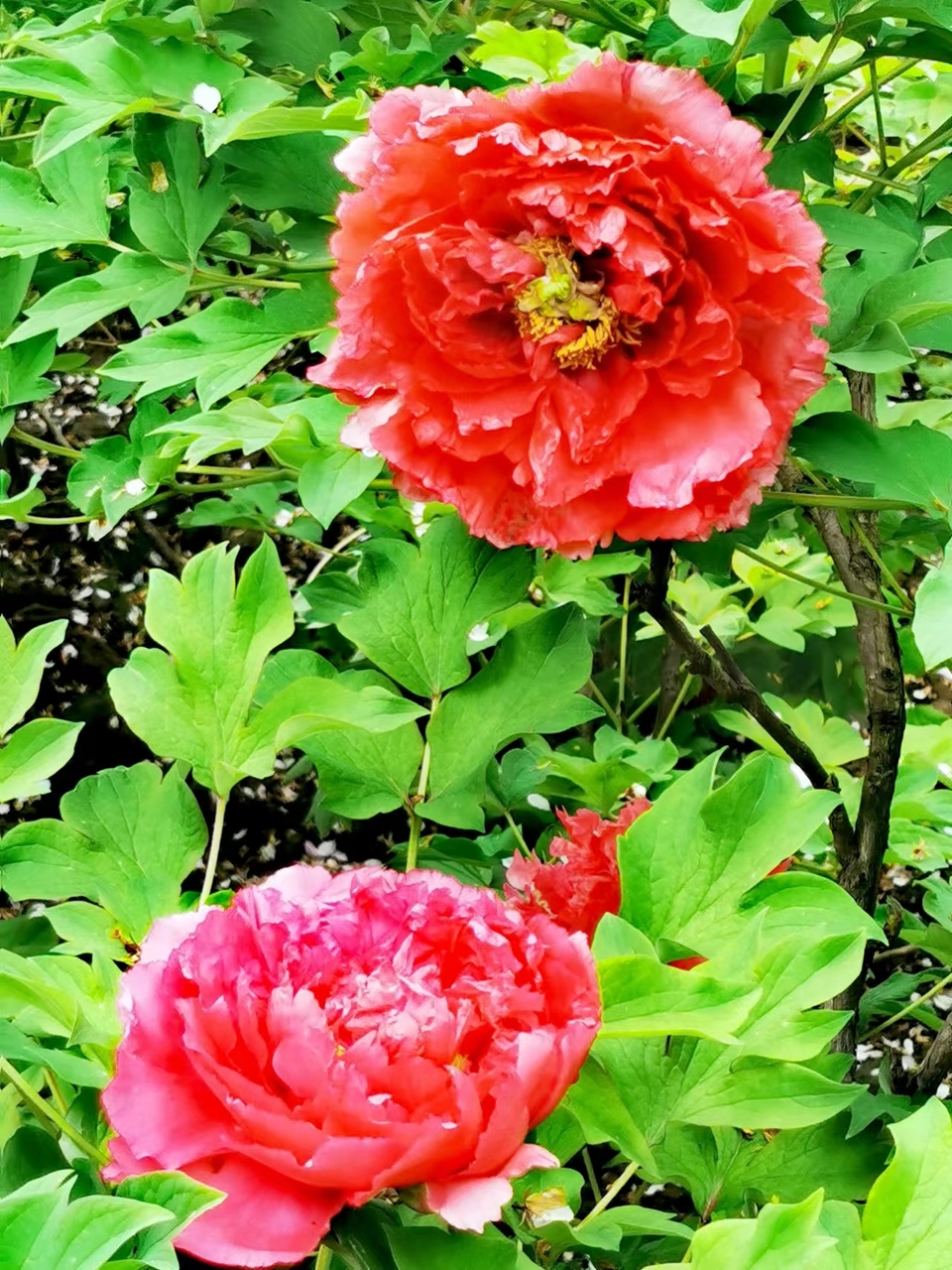 Rr9HNIDSp1eX5ytDH0VumAxydEcZahm8Cwz06mUylm_oc1bGpOf9U_aPFeqXARfr