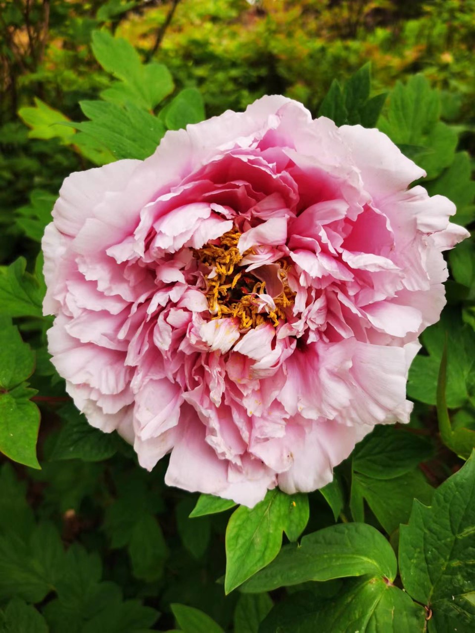 Rr9HNIDSp1eX5ytDH0VumH8DzZrtbUroyBfHIC2mAqcZTb5lsaYbXM_drvCEUmRP