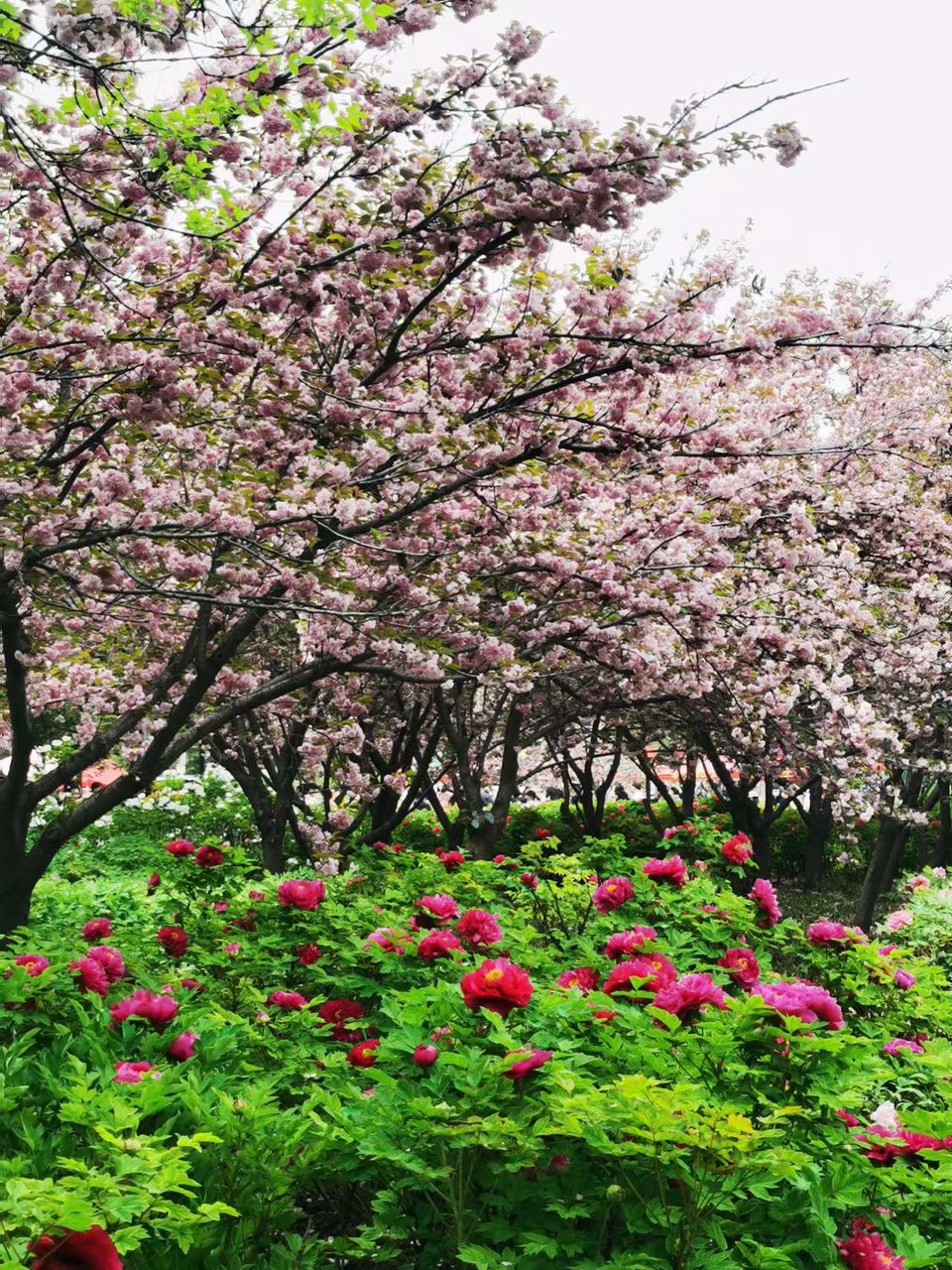 Rr9HNIDSp1eX5ytDH0VumML6G2RBxVPwfUhEYRUEVj7jRwlx2GnAIToR2gAdfp8I