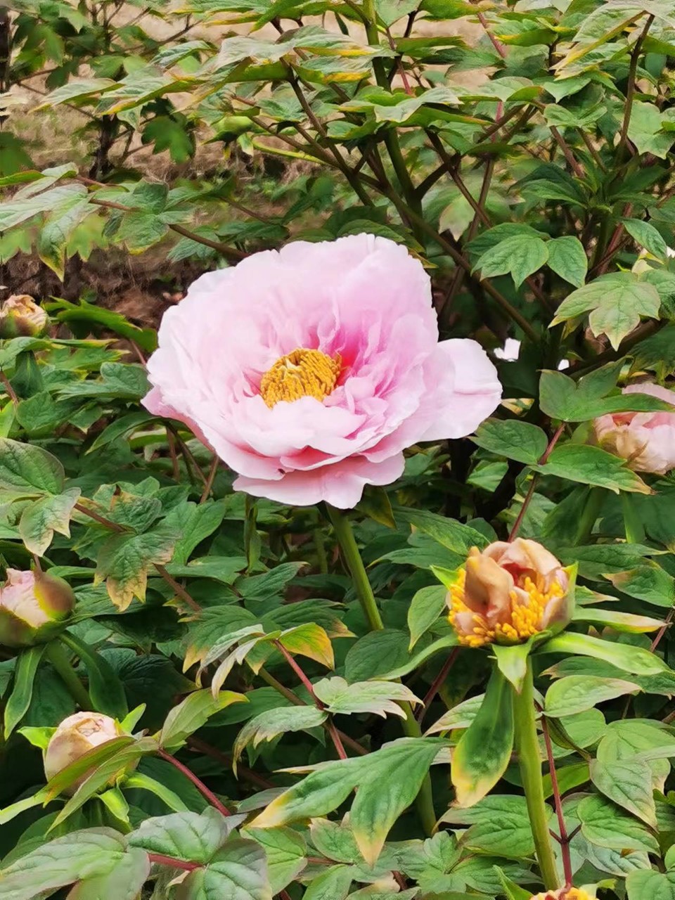 Rr9HNIDSp1eX5ytDH0VumBsavxavi2u17pCOuLSM6CGsQT1eTmxm72RI1WQRRMOV