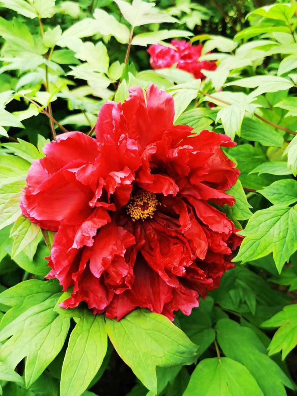 Rr9HNIDSp1eX5ytDH0VumEzlgwr2n0ZbbeUzGjBeuB_QtijcXugGZPMp4d6IrCv6