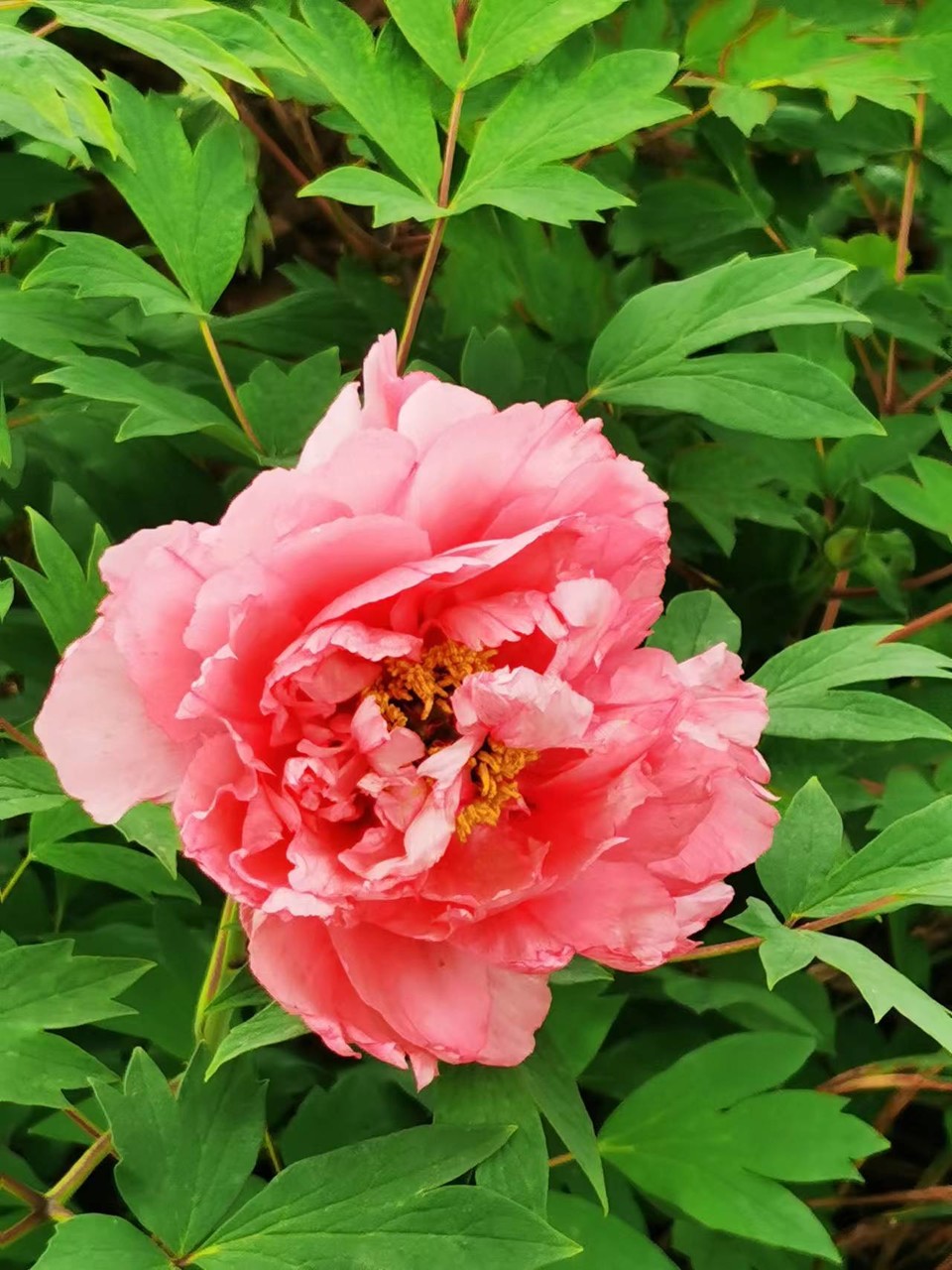 Rr9HNIDSp1eX5ytDH0VumGFLgl15OhRtjDMpyBWN4F7DT3mNWZuF8gCkR-LH7Wes