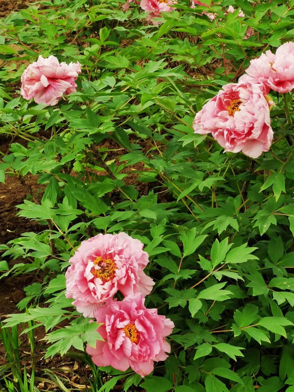 Rr9HNIDSp1eX5ytDH0VumHkwS5XbcvcUO2VTuWU_41aNM3lRQ6bsFQjx1LwxC9II