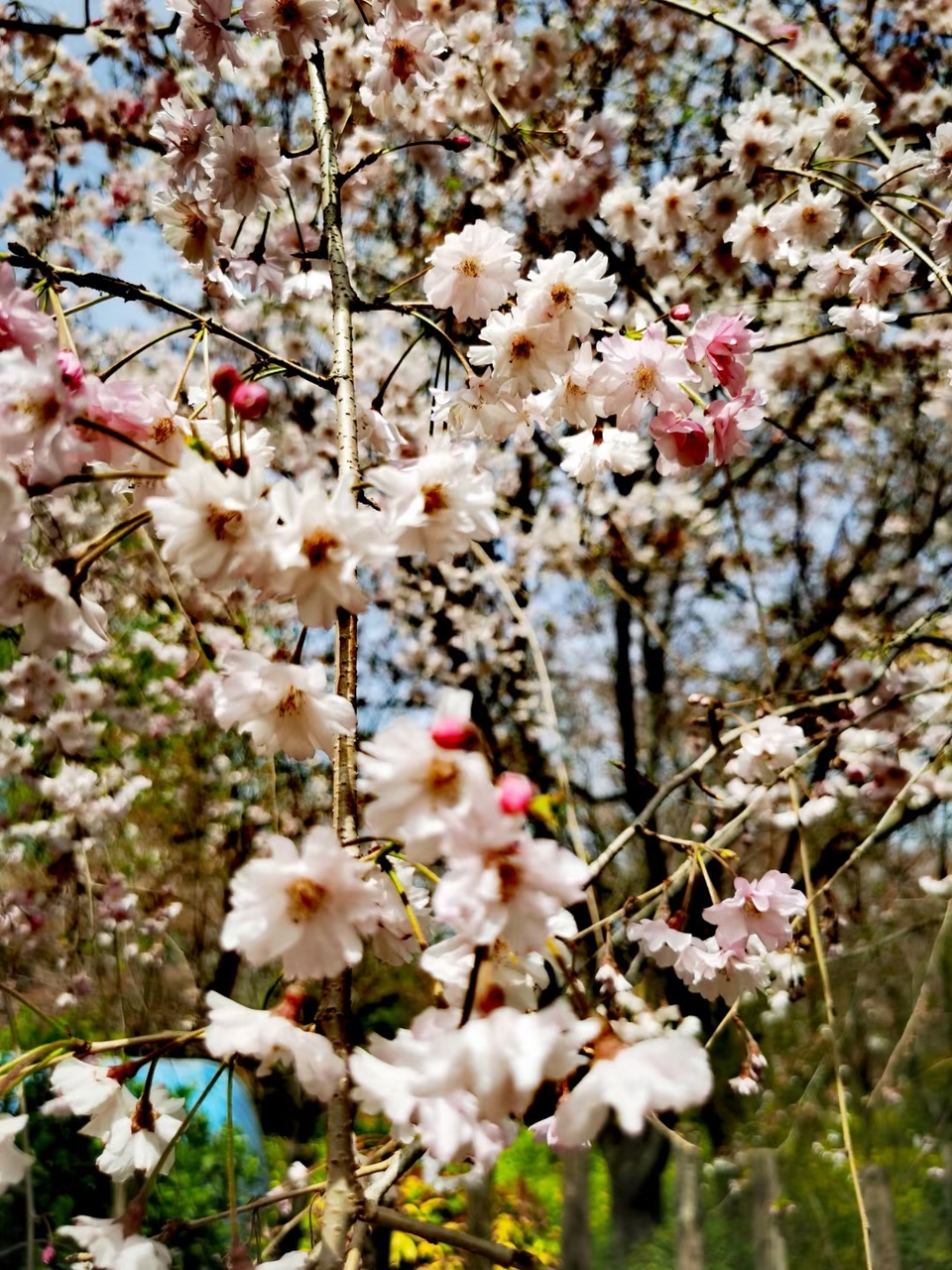 Rr9HNIDSp1eX5ytDH0VumP1TAhgbplrwac8kIWYkp0UrNxy4kJoLgrjzD1S_KvIQ