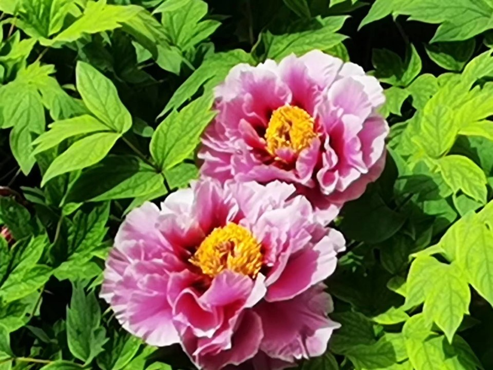 OyJ_FBqdlnjk191dHFX0l7M4Bzj2QJBc0xIhLh6nUmdj2f0vMnJjN1kmlOgZEa4y