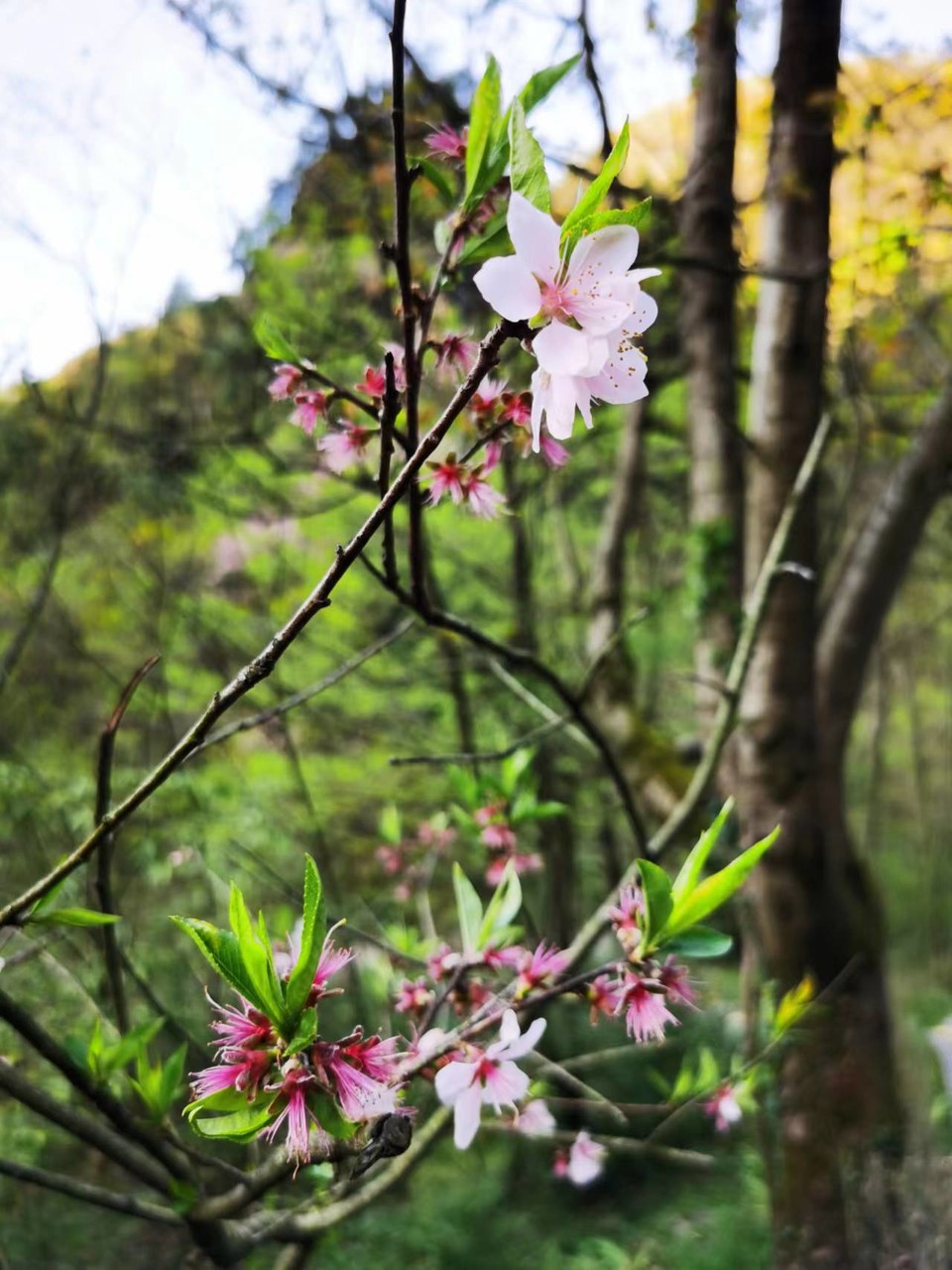 aNpcTXxUoEqumxYcWlfKM79NYislY0yLRpW3kb1bwcYogB1114T85KRkH_BXrPRQ