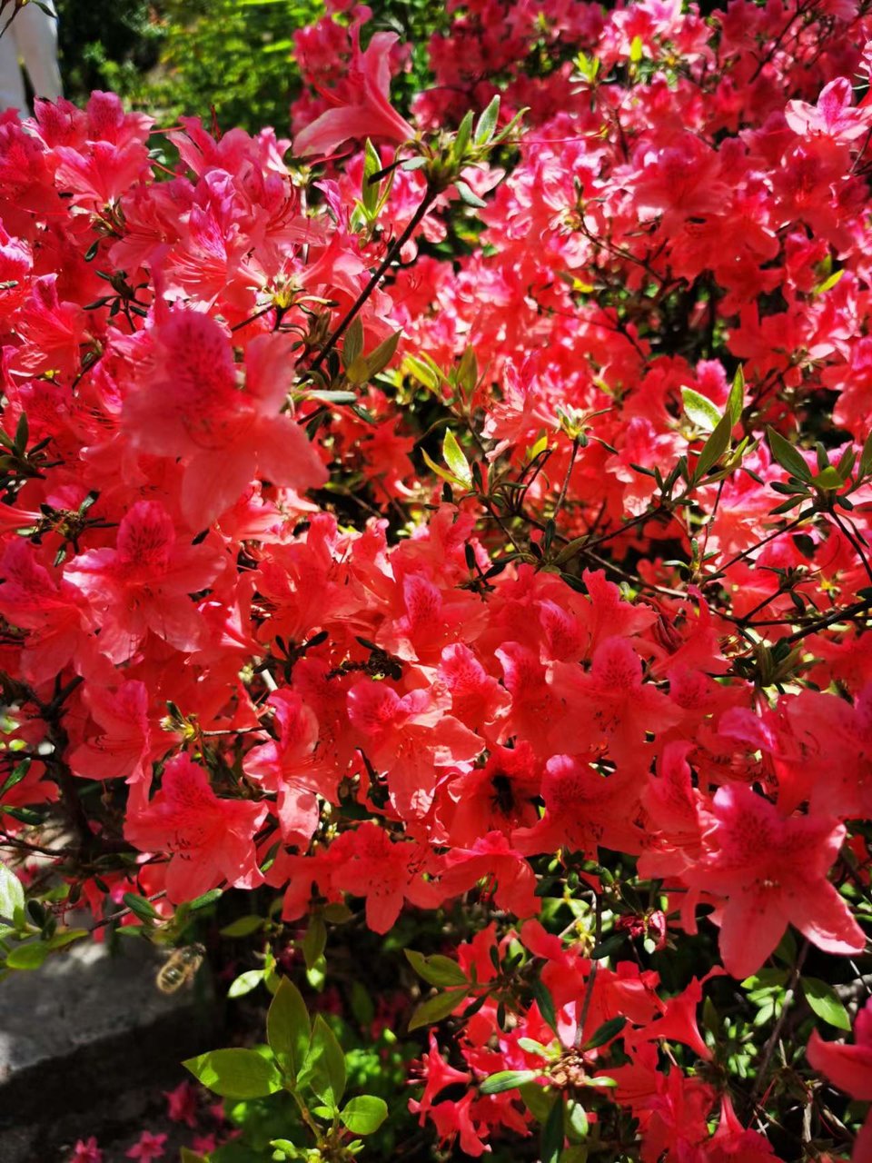 FRMn3OE-PQ1rxlkp44nRBRuSmRkSGq89I7lhbFB0vYvwUytvpER6y05Xk8YVeDP3