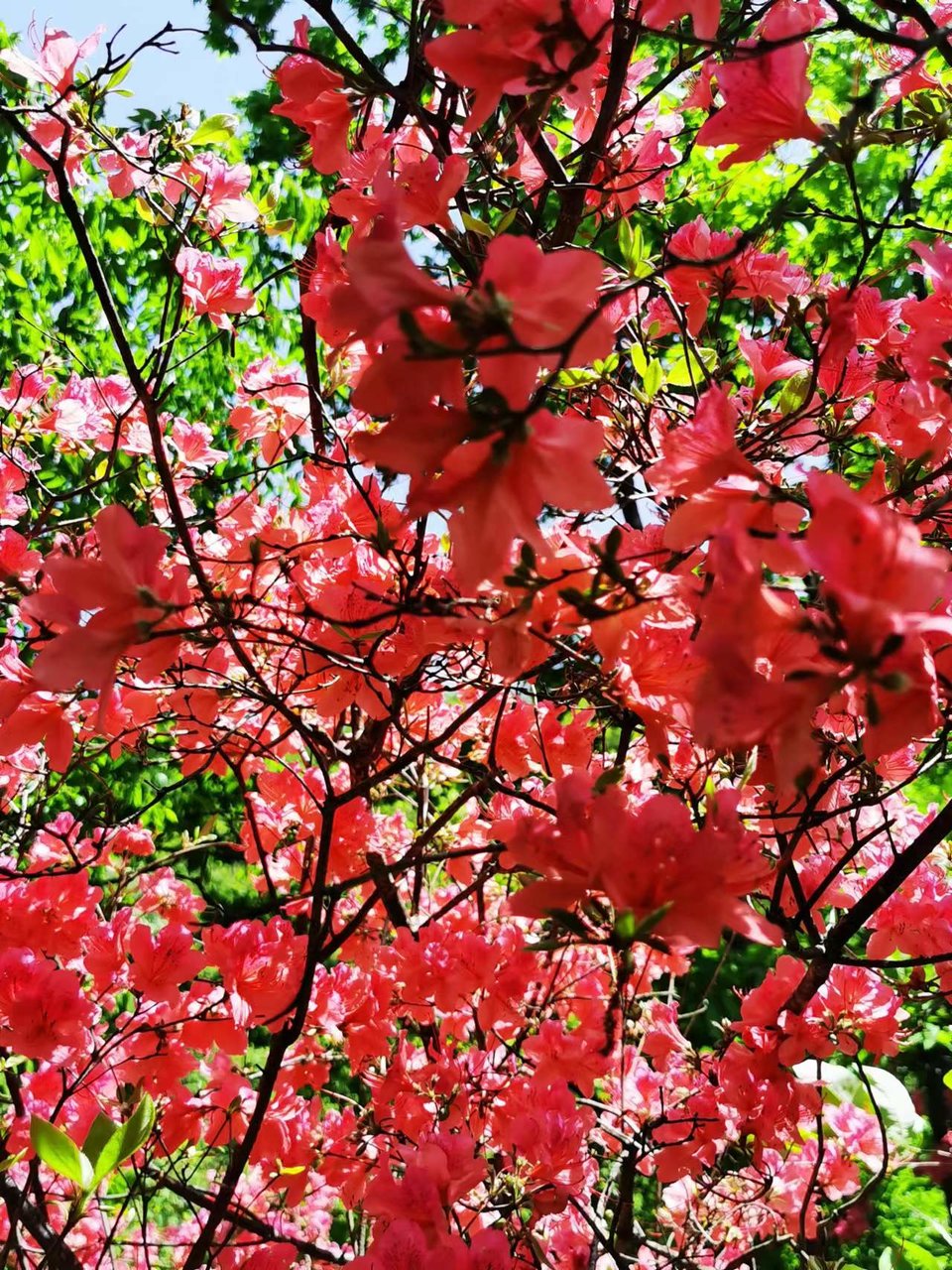 FRMn3OE-PQ1rxlkp44nRBc7aNVeDG_EqQr9kCI0-cWpRTq3TPkz7N7yqZvmMeI7n