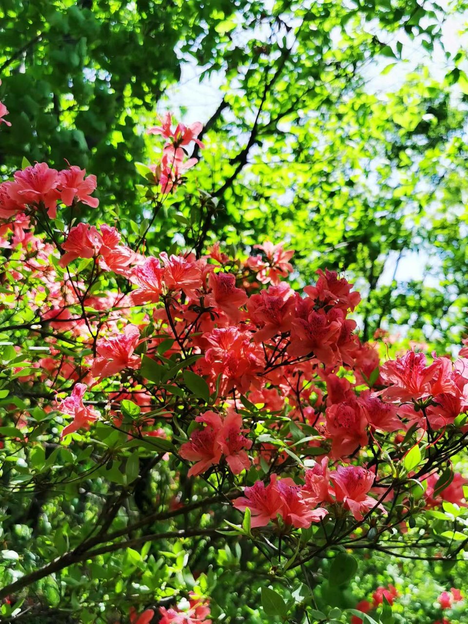 FRMn3OE-PQ1rxlkp44nRBYJzEwa0MrfftaVa4u-htHflC80qFVJjT8m9ZpJlrT3p