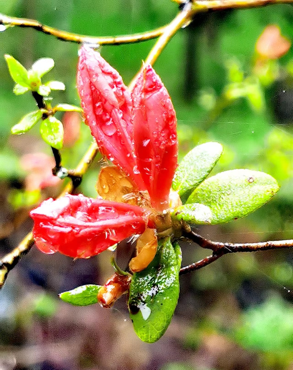 dLkqzDXEIKeXs8AXqbBe7LDhFRxskIQvUH4xdRuAm2q9jdxknwtAKx8gMg1p11EY